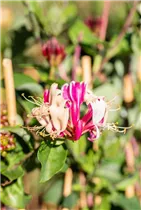 Lonicera periclymenum - Wald-Geißschlinge