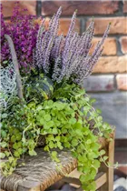 Lysimachia nummularia - Pfennigkraut Lysimachia nummularia - Pfennigkraut