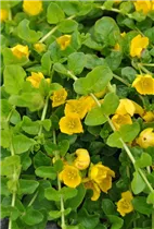 Lysimachia nummularia - Pfennigkraut Lysimachia nummularia - Pfennigkraut