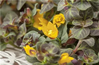 Lysimachia nummularia - Pfennigkraut Lysimachia nummularia - Pfennigkraut