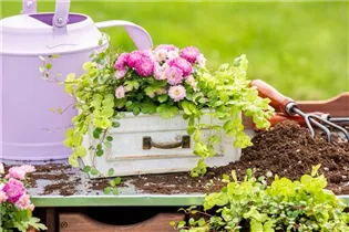 Lysimachia nummularia - Pfennigkraut Lysimachia nummularia - Pfennigkraut