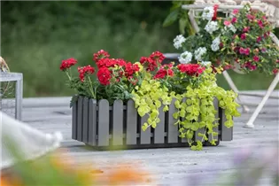 Lysimachia nummularia 'Aurea' - Gelblaubiges Garten-Pfennigkraut 'Aurea' Lysimachia nummularia 'Aurea' - Gelblaubiges Garten-Pfennigkraut 'Aurea'