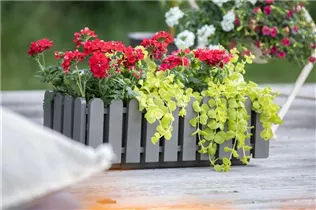 Lysimachia nummularia 'Aurea' - Gelblaubiges Garten-Pfennigkraut 'Aurea' Lysimachia nummularia 'Aurea' - Gelblaubiges Garten-Pfennigkraut 'Aurea'