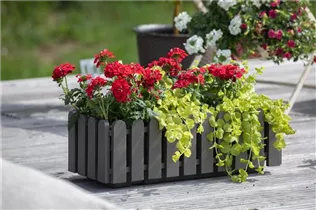 Lysimachia nummularia 'Aurea' - Gelblaubiges Garten-Pfennigkraut 'Aurea' Lysimachia nummularia 'Aurea' - Gelblaubiges Garten-Pfennigkraut 'Aurea'