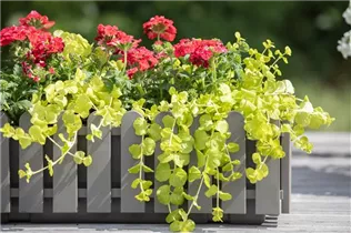 Lysimachia nummularia 'Aurea' - Gelblaubiges Garten-Pfennigkraut 'Aurea' Lysimachia nummularia 'Aurea' - Gelblaubiges Garten-Pfennigkraut 'Aurea'