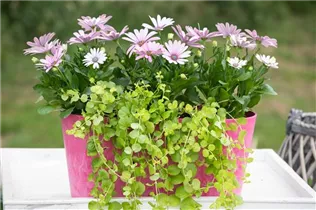 Lysimachia nummularia 'Aurea' - Gelblaubiges Garten-Pfennigkraut 'Aurea' Lysimachia nummularia 'Aurea' - Gelblaubiges Garten-Pfennigkraut 'Aurea'