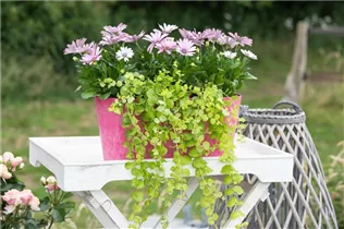 Lysimachia nummularia 'Aurea' - Gelblaubiges Garten-Pfennigkraut 'Aurea' Lysimachia nummularia 'Aurea' - Gelblaubiges Garten-Pfennigkraut 'Aurea'