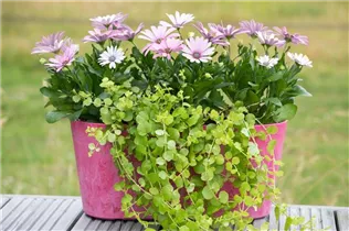 Lysimachia nummularia 'Aurea' - Gelblaubiges Garten-Pfennigkraut 'Aurea' Lysimachia nummularia 'Aurea' - Gelblaubiges Garten-Pfennigkraut 'Aurea'