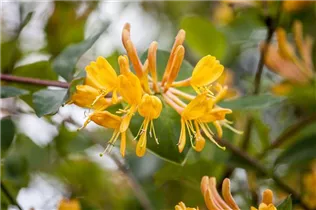 Lonicera tellmanniana - Gold-Geißschlinge