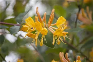 Lonicera tellmanniana - Gold-Geißschlinge