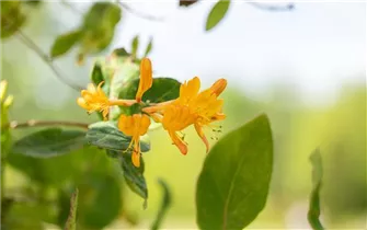 Lonicera tellmanniana - Gold-Geißschlinge
