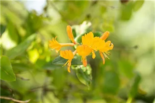 Lonicera tellmanniana - Gold-Geißschlinge