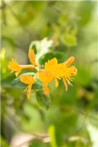 Lonicera tellmanniana - Gold-Geißschlinge