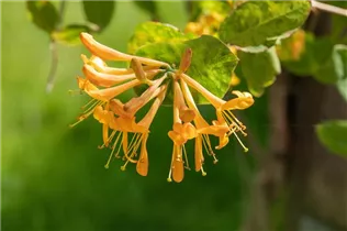 Lonicera tellmanniana - Gold-Geißschlinge