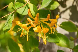 Lonicera tellmanniana - Gold-Geißschlinge