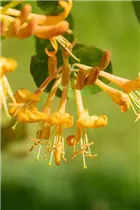 Lonicera tellmanniana - Gold-Geißschlinge