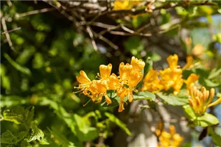 Lonicera tellmanniana - Gold-Geißschlinge