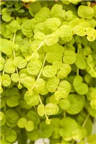 Lysimachia nummularia 'Goldilocks' - Zierpfennigkraut 'Goldilocks'