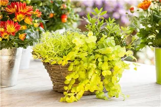 Lysimachia nummularia 'Goldilocks' - Zierpfennigkraut 'Goldilocks'