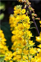 Lysimachia punctata - Gepunkteter Gilbweiderich