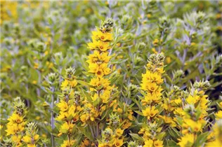 Lysimachia punctata - Gepunkteter Gilbweiderich