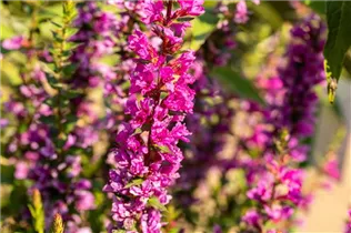 Lythrum salicaria 'Robin' - Garten-Blut-Weiderich 'Robin'