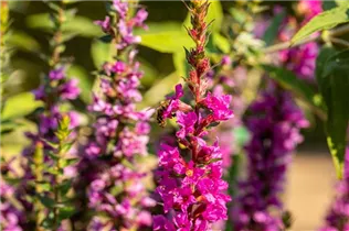 Lythrum salicaria 'Robin' - Garten-Blut-Weiderich 'Robin'