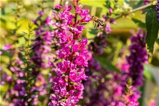 Lythrum salicaria 'Robin' - Garten-Blut-Weiderich 'Robin'
