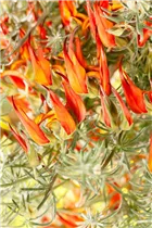 Lotus corniculatus - Hornklee