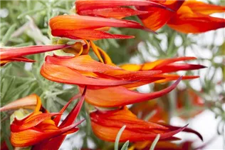 Lotus corniculatus - Hornklee