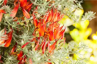 Lotus corniculatus - Hornklee