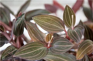 Ludisia discolor - Juwelorchidee Ludisia discolor - Juwelorchidee