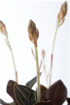 Ludisia discolor - Juwelorchidee Ludisia discolor - Juwelorchidee