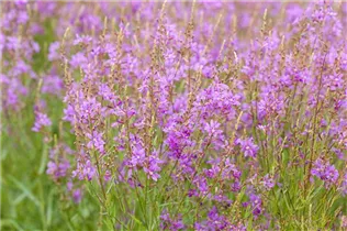 Lythrum virgatum 'Swirl' - Ruten-Weiderich Lythrum virgatum 'Swirl' - Ruten-Weiderich