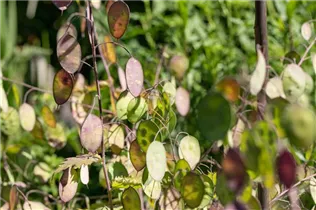Lunaria annua - Einjährige Silberblatt