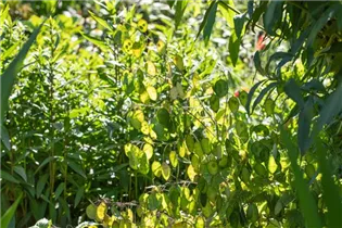 Lunaria annua - Einjährige Silberblatt