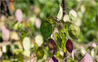 Lunaria annua - Einjährige Silberblatt