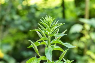 Lunaria annua - Einjährige Silberblatt