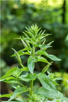 Lunaria annua - Einjährige Silberblatt