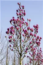 Magnolia 'Black Tulip' - Magnolie 'Black Tulip' Magnolia 'Black Tulip' - Magnolie 'Black Tulip'