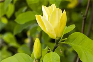 Magnolia 'Daphne' - Magnolie 'Daphne'