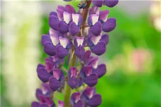 Lupinus polyphyllus 'Lupini' - Lupinus polyphyllus 'Lupini'