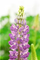 Lupinus polyphyllus 'Lupini' - Lupinus polyphyllus 'Lupini'