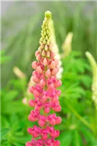 Lupinus polyphyllus 'Lupini' - Lupinus polyphyllus 'Lupini'
