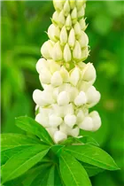 Lupinus polyphyllus 'Lupini' - Lupinus polyphyllus 'Lupini'