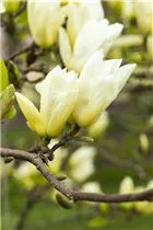 Magnolia denudata 'Yellow River' - Goldmagnolie 'Yellow River' Magnolia denudata 'Yellow River' - Goldmagnolie 'Yellow River'