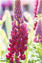 Lupinus polyphyllus 'Master Piece'® - Garten-Lupine 'Master Piece'®