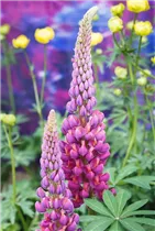 Lupinus polyphyllus 'Master Piece'® - Garten-Lupine 'Master Piece'®