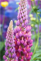 Lupinus polyphyllus 'Master Piece'® - Garten-Lupine 'Master Piece'®