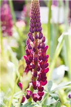 Lupinus polyphyllus 'Master Piece'® - Garten-Lupine 'Master Piece'®
